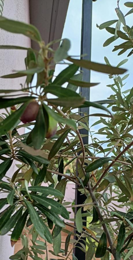 אצ'י קסטלו La Petite Maison מראה חיצוני תמונה